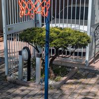 Canestro Basket
