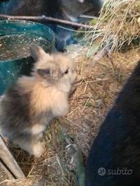 Coniglietti nani Ariete