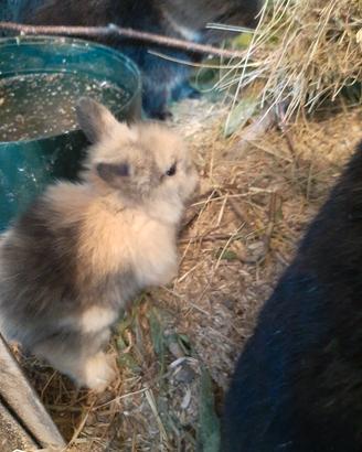 Coniglietti nani Ariete