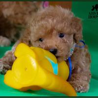 Barboncino toy albicocca