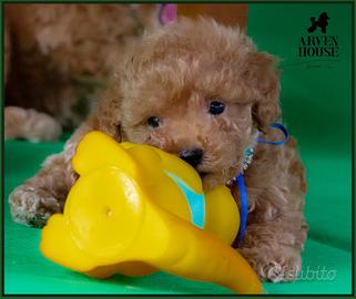 Barboncino toy albicocca