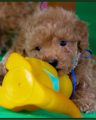 Barboncino toy albicocca