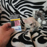 Chihuahua Toy & mini pelo raso 60/90 giorni