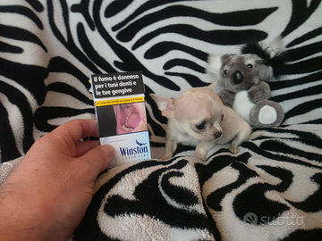 Chihuahua Toy & mini pelo raso 60/90 giorni