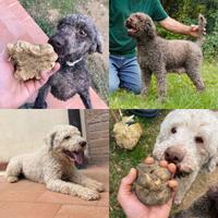 Cuccioli Lagotto Romagnolo