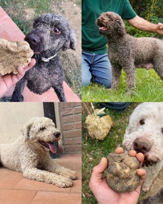 Cuccioli Lagotto Romagnolo
