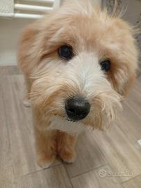 Cucciolo di maltipoo