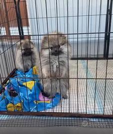 Spitz Pomerania femmina
