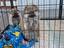 Immagine 1