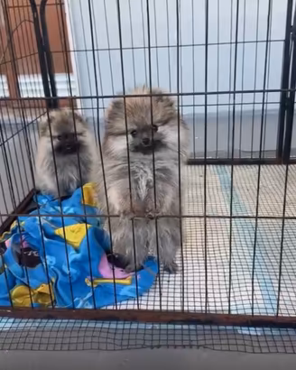 Spitz Pomerania femmina