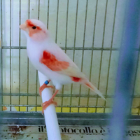 Canarini femmine 2025