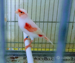 Canarini femmine 2025