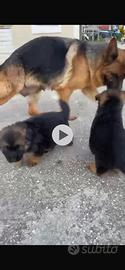 Cuccioli pastore tedesco