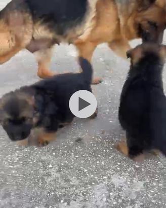 Cuccioli pastore tedesco