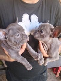 Cuccioli di bulldog francese