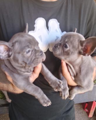 Cuccioli di bulldog francese