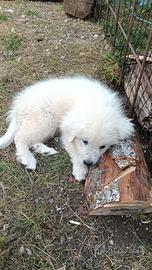 cuccioli pastore Maremmano 