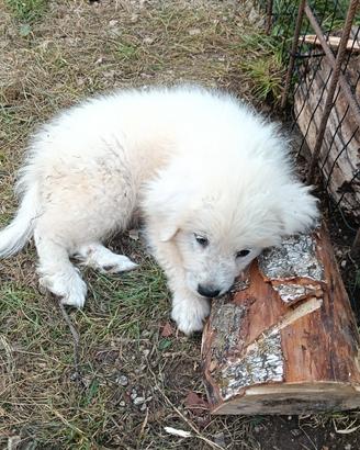 cuccioli pastore Maremmano 