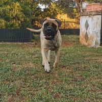 Bullmastiff