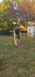 Bullmastiff