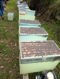 Sciame api ligustica su 6 telaini