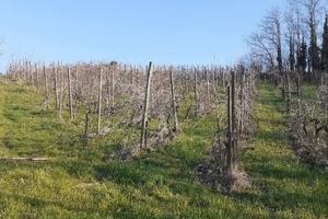 Vigneto Nel Milanese San Colombano uva IgtVerdea