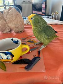 Amazzone Oratrix Magna