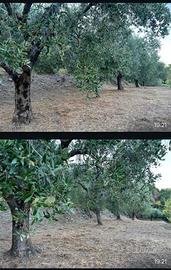 Terreno agricolo uliveti + terreno boschivo