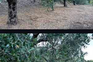 Terreno agricolo uliveti + terreno boschivo