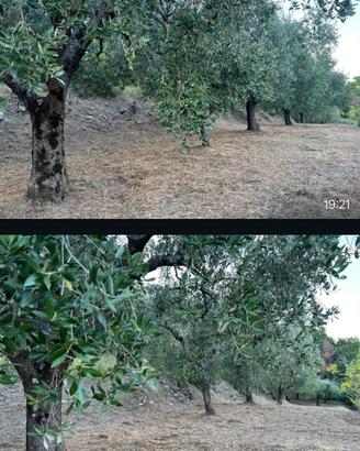 Terreno agricolo uliveti + terreno boschivo