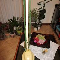 Lucidatrice pavimenti "FOLLETTO" vintage