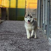 Siberian Husky Femmina ADOZIONE