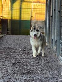Siberian Husky Femmina ADOZIONE
