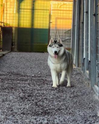 Siberian Husky Femmina ADOZIONE