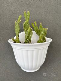 Opuntia microdasys completa di vaso a parete