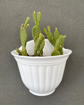 Opuntia microdasys completa di vaso a parete