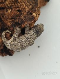 Geco leachianus