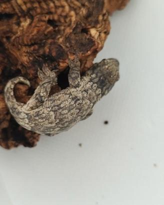 Geco leachianus