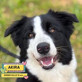 AKIRA border collie in adozione
