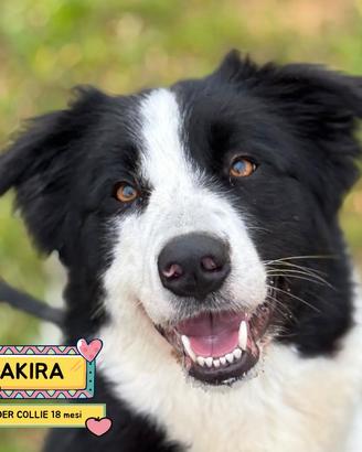 AKIRA border collie in adozione