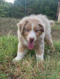 Cuccioli pastore australiano