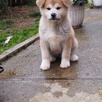 Akita inu cuccioli pedigree