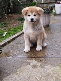 Akita inu cuccioli pedigree