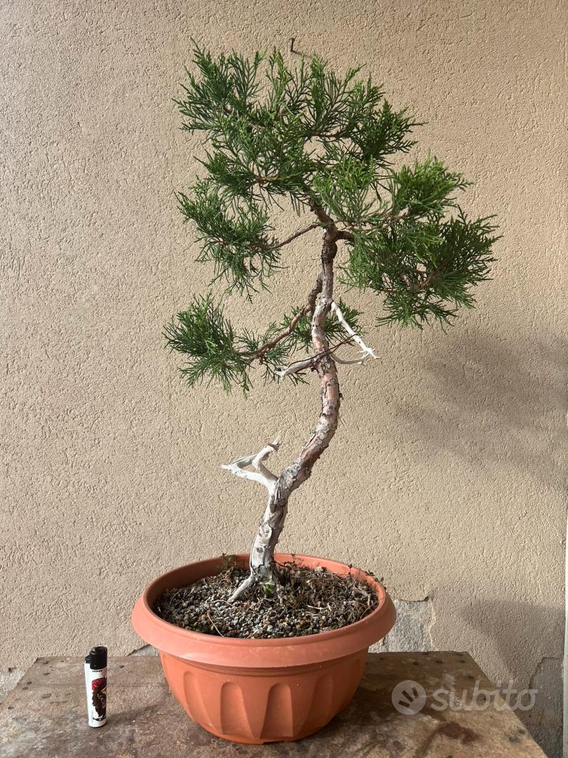 prebonsai di ginepro in vaso bonsai marchiato - Giardino e Fai da te In  vendita a Roma