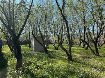 TER. AGRICOLO A SANTO STEFANO DEL SOLE
