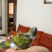 Pappagalli Kakariki Allevati a mano