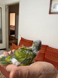 Pappagalli Kakariki Allevati a mano