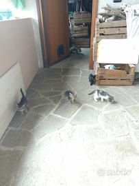 8 gattini meticci
