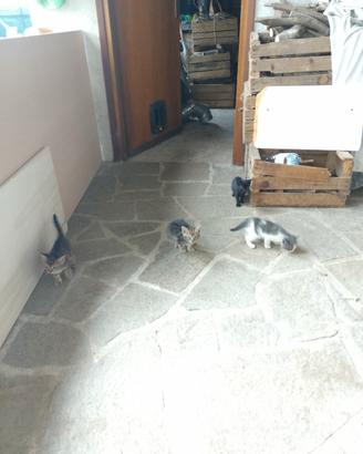 8 gattini meticci