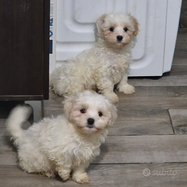 Cucciolo maltese maschio